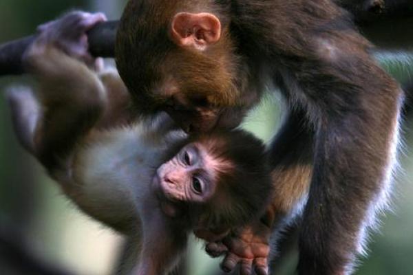 女属猴男属鸡婚姻相配吗 女属猴男属鸡合适吗 女属猴男属鸡婚姻相配吗 女属猴男属鸡合适吗