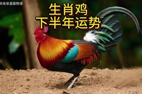 1981年属鸡人2024年运势及运程女 1981年属鸡女2024年运势详解财运事业感情全解析 1981年属鸡人2024年运势及运程女 1981年属鸡女2024年运势详解财运事业感情全解析