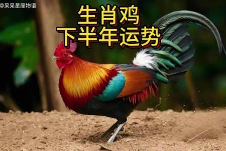 1981年属鸡人2024年运势及运程女 1981年属鸡女2024年运势详解财运事业感情全解析