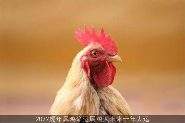 2005属鸡女孩的命运 2005属鸡女孩命运解析未来运势与人生转折点