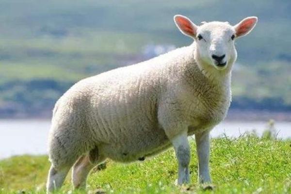 今年属羊的多大 2023年属羊人年龄查询今年属羊的多大