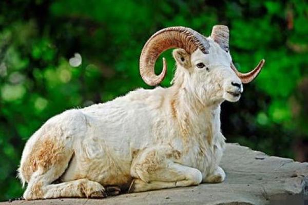 91年属羊未来十年运势_1991年属羊34岁有情劫 91年属羊未来十年运势_1991年属羊34岁有情劫