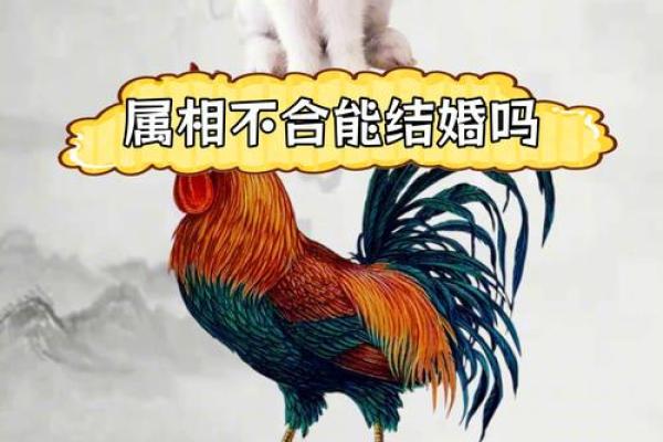 属鸡与属牛的姻缘解析配对指数与幸福秘诀