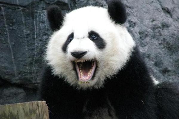 风华正茂打一生肖是什么动物 风华正茂打一生肖是什么动物