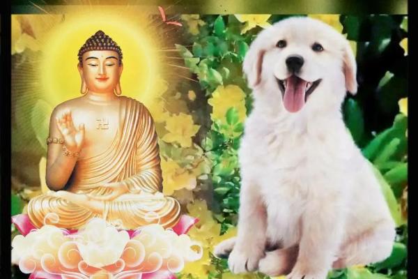 82年属狗人2025年全年运势_82年属狗人2025年全年运势及运程详解属狗国学梦 82年属狗人2025年全年运势_82年属狗人2025年全年运势及运程详解属狗国学梦