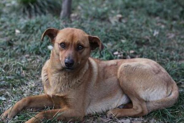 1982年属狗最难熬年龄_82年属狗43岁八大预兆