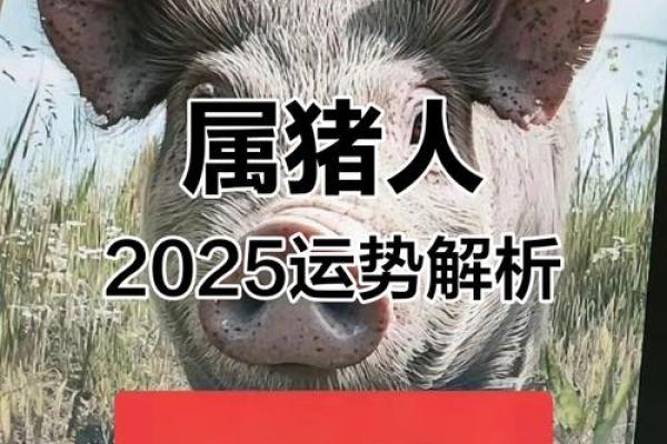 2025年属猪人财运大揭秘财富运势如何提升 2025年属猪人财运大揭秘财富运势如何提升