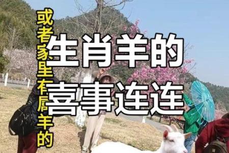 七九年属羊2025年运势解析财运事业感情全揭秘