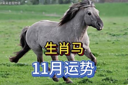 1966年属马今年的运势_1966年属马今年的运势怎么样