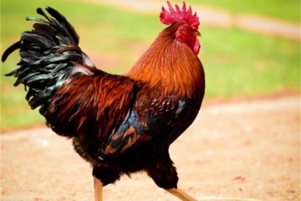 1993属鸡男和2002属马女配吗_1993年属鸡和2002年属马合不合 1993属鸡男和2002属马女配吗_1993年属鸡和2002年属马合不合