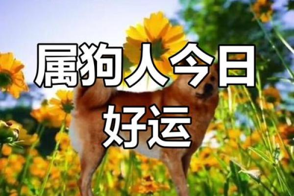 1970年属狗适合戴什么_1970年属狗人适合佩戴什么饰品运势提升指南 1970年属狗适合戴什么_1970年属狗人适合佩戴什么饰品运势提升指南