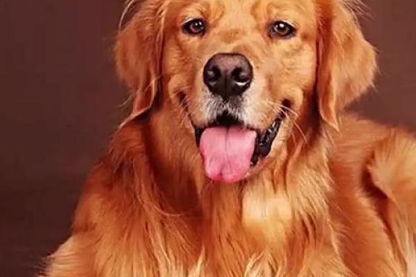 属狗人2025年财运 属狗人2025年财运大揭秘财富运势如何提升