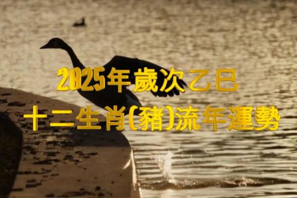 1971年属猪男在2025年运势 2025属猪血光之灾 1971年属猪男在2025年运势 2025属猪血光之灾