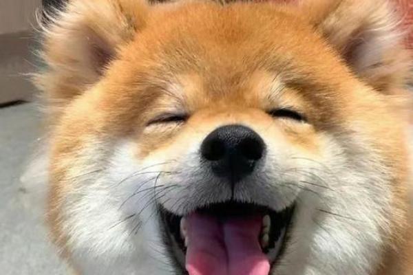 笑里藏刀打一动物 笑里藏刀打一动物