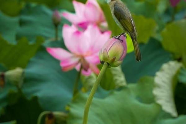 鸟语花香是什么生肖