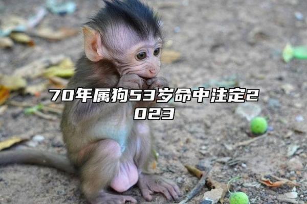 70年属狗55岁2025年运势解析命中注定的转折点