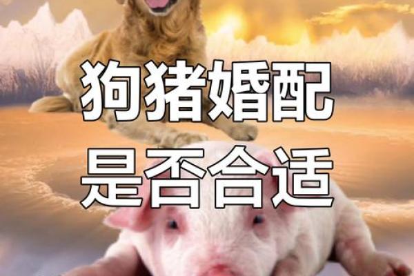 2007年1月属狗还是属猪_2007年1月属狗的今年多大 2007年1月属狗还是属猪_2007年1月属狗的今年多大