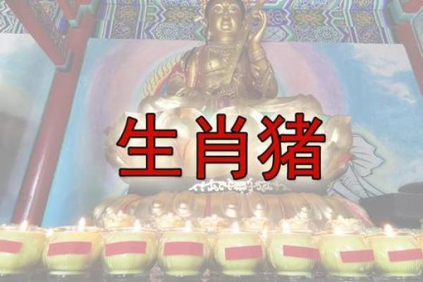 1971年属猪2024年运势及运程_1971年属猪男2025年全年运势 1971年属猪2024年运势及运程_1971年属猪男2025年全年运势