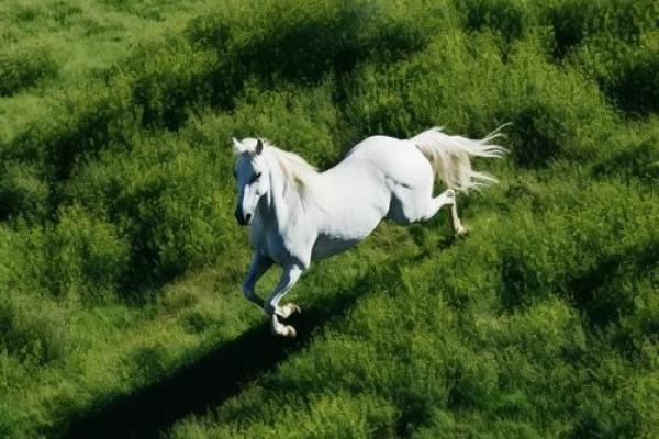 童心未泯打一个动物 童心未泯打一个动物