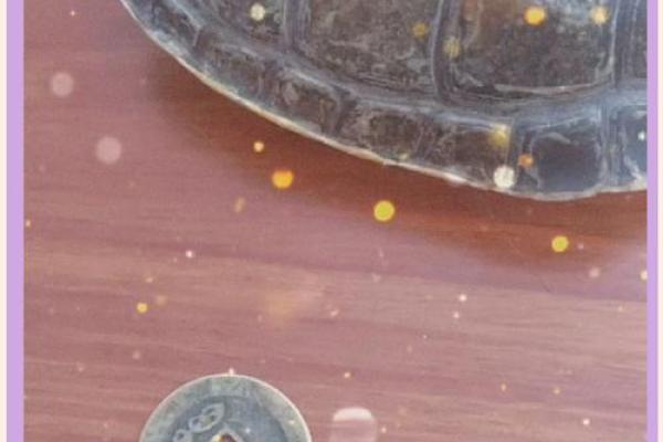 1983年属猪2025年运势及运程_1980年属猴的人2025年运势及运程 1983年属猪2025年运势及运程_1980年属猴的人2025年运势及运程