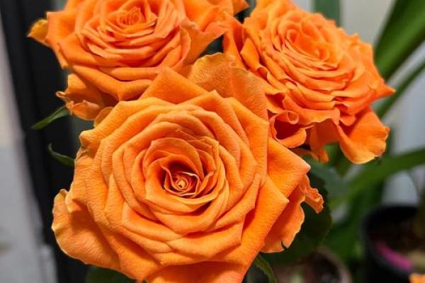 白羊座的生辰花 白羊座的生辰花