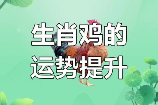今日属鸡运势解析财运事业感情全揭秘 今日属鸡运势解析财运事业感情全揭秘