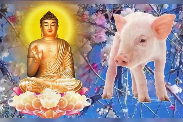 属猪命中注定的情人 属猪的正缘桃花是谁 属猪命中注定的情人 属猪的正缘桃花是谁