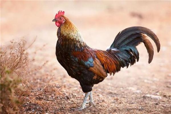 2005属鸡今年多大了_2005年属鸡的今年多少岁