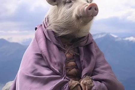 59年属猪2025年有一灾_59年属猪2025年运势预警如何化解潜在灾祸