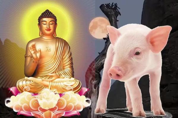 属猪婚配最佳属相_属猪婚配最佳属相 最旺猪的是什么生肖