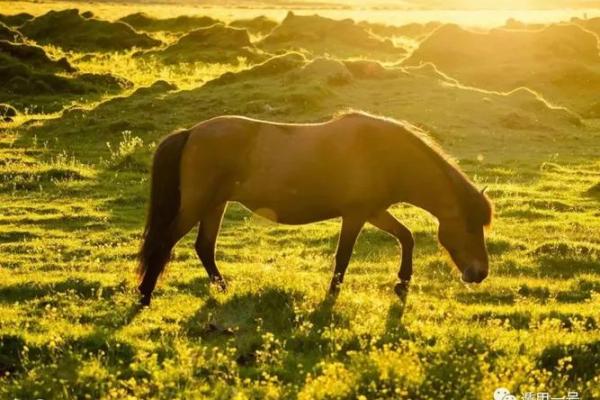 02年的马今年运势_02年的马今年运势怎么样 02年的马今年运势_02年的马今年运势怎么样