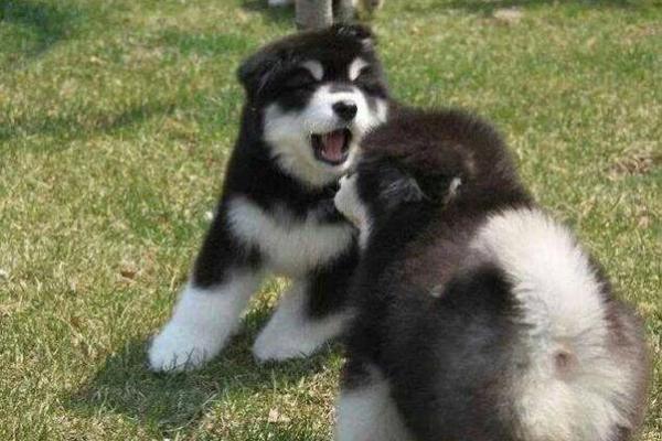 肥肥胖胖打一生肖