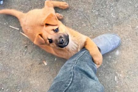 恋恋不舍是什么生肖动物