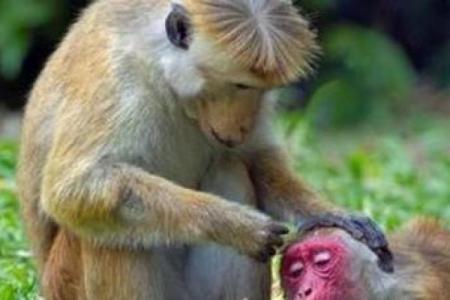 金屋藏娇指什么生肖