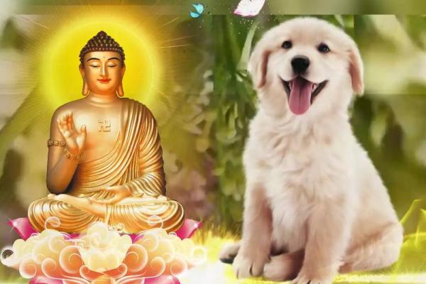 1982年属狗的最佳楼层 1982年属狗的最佳楼层是多少