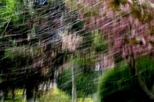 春风细雨指什么生肖