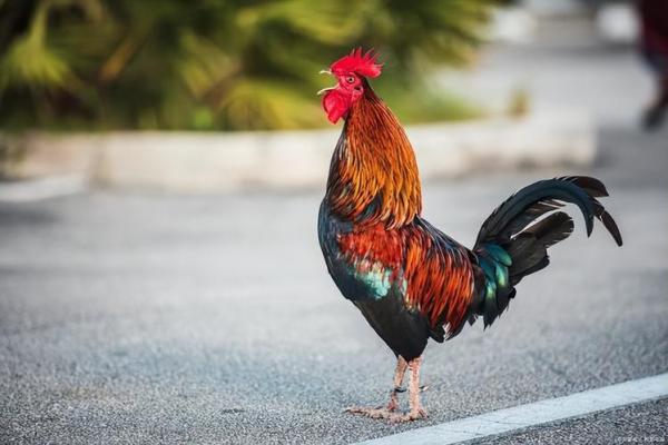 农家后院六绿树是什么生肖 农家后院六绿树是什么生肖