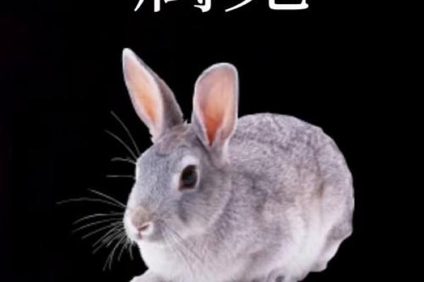 2023年癸卯兔年是什么意思 属兔这一天要注意什么 2023年癸卯兔年是什么意思 属兔这一天要注意什么