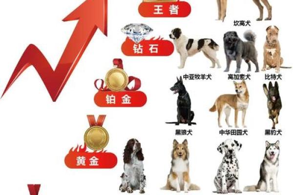 82年的狗五行属于什么_82年属狗五行属性解析你的命格属于什么