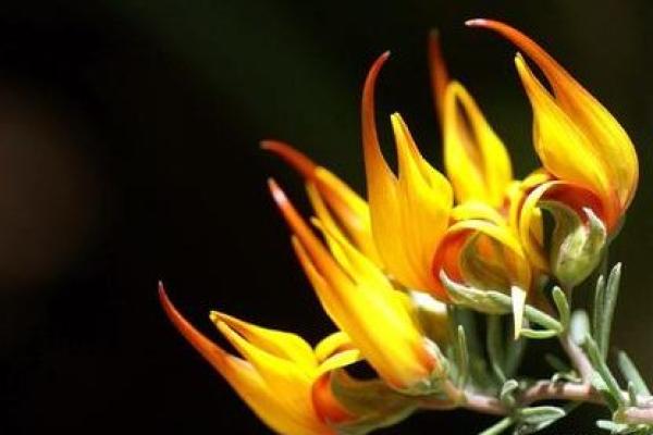 香车独占八天门是什么生肖