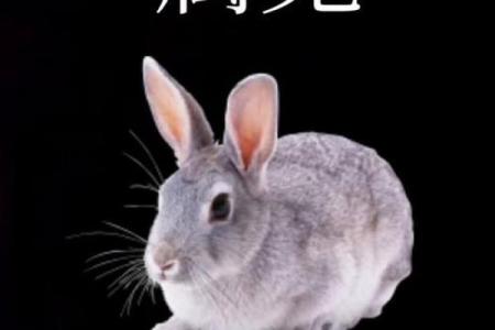 2023年癸卯兔年是什么意思 属兔这一天要注意什么