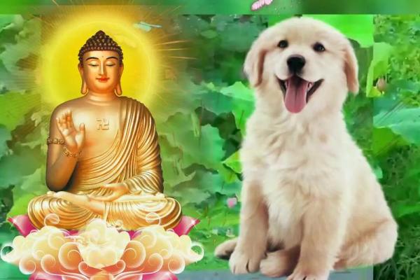 46年属狗的寿命有多大_46年属狗女的寿命多长 46年属狗的寿命有多大_46年属狗女的寿命多长