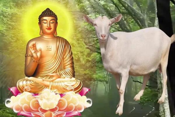 属羊的45岁有个坎_属羊的45岁有个坎化解