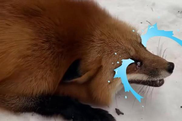 明目张胆打一动物