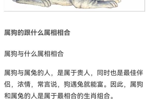 属狗和属鸡的婚姻如何_属狗的和属鸡的婚姻