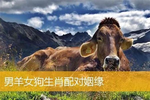 属鼠和属羊婚配好吗揭秘生肖配对最佳组合