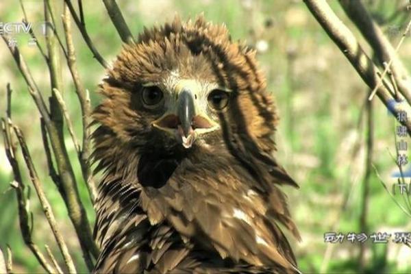 在劫难逃打一动物