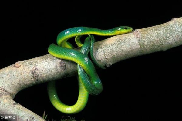 九宵云外是什么生肖