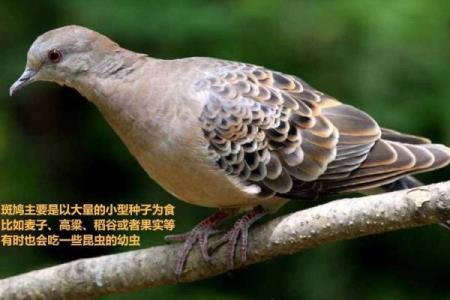 小户人家打一生肖