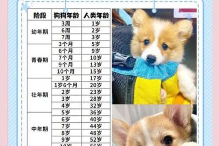 1970年属狗多大 1970年属狗今年多大年龄计算与运势解析